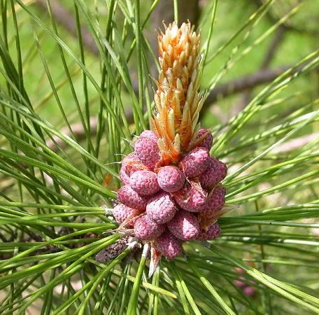 Pine Essential Oil Hungary 2